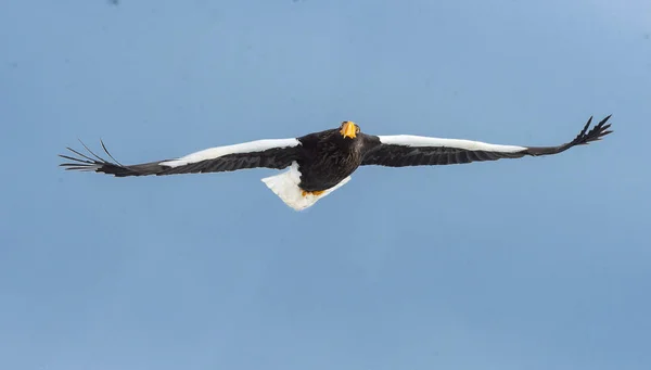 Ενηλίκων Steller Της Θάλασσας Αετό Πτήση Πάνω Από Φόντο Μπλε — Φωτογραφία Αρχείου