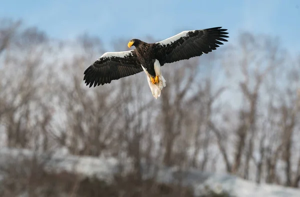 Águila Marina Adulta Steller Vuelo Sobre Fondo Montaña Invierno Nombre —  Fotos de Stock