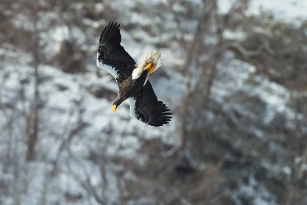 Águila Marina Adulta Steller Vuelo Sobre Fondo Montaña Invierno Nombre —  Fotos de Stock