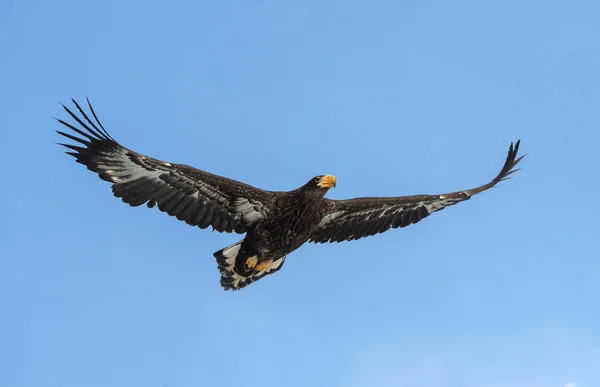 Águila Marina Juvenil Steller Nombre Científico Haliaeetus Pelagicus Fondo Cielo — Foto de Stock