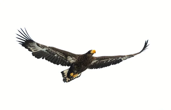 Juvenil Stellers Sea Eagle Flykten Vetenskaplig Namn Haliaeetus Pelagicus Isolerad — Stockfoto