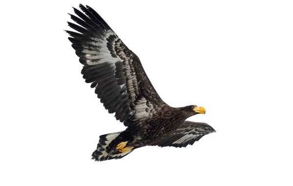 Juvenil Stellers Sea Eagle Flykten Vetenskaplig Namn Haliaeetus Pelagicus Isolerad — Stockfoto