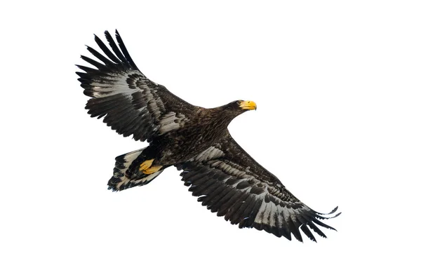 Juvenil Stellers Sea Eagle Flykten Vetenskaplig Namn Haliaeetus Pelagicus Isolerad — Stockfoto