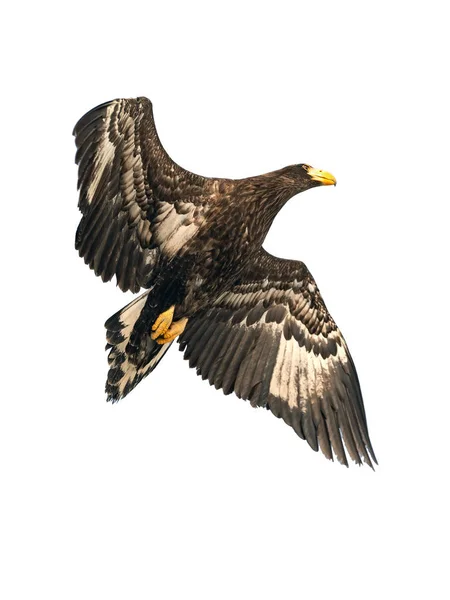 Aigle Marin Juvénile Steller Est Vol Nom Scientifique Haliaeetus Pelagicus — Photo