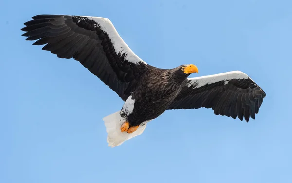 Volwassen Stellers Zeearend Aanboord Blauwe Hemelachtergrond Wetenschappelijke Naam Haliaeetus Pelagicus — Stockfoto