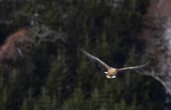 Aigle Queue Blanche Adulte Vol Forêt Montagne Sur Fond Nom — Photo