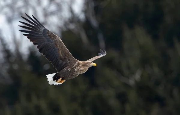 Vuxen Vit Tailed Eagle Flykten Berg Skogen Bakgrunden Vetenskaplig Namn — Stockfoto
