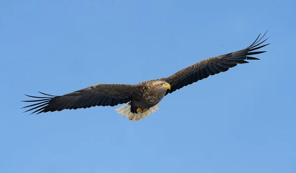 大人の白は 青い空を背景に飛行中のワシを尾しました Haliaeetus アマオブネ として知られているの Ern アーン湖 灰色のワシ ユーラシアの海ワシ — ストック写真