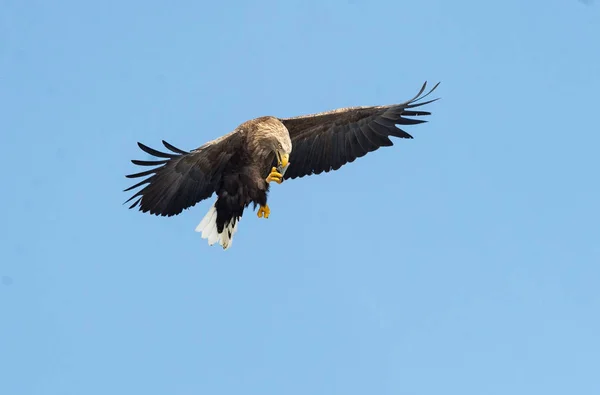 成年白尾鹰与鱼在蓝天飞行 — 图库照片
