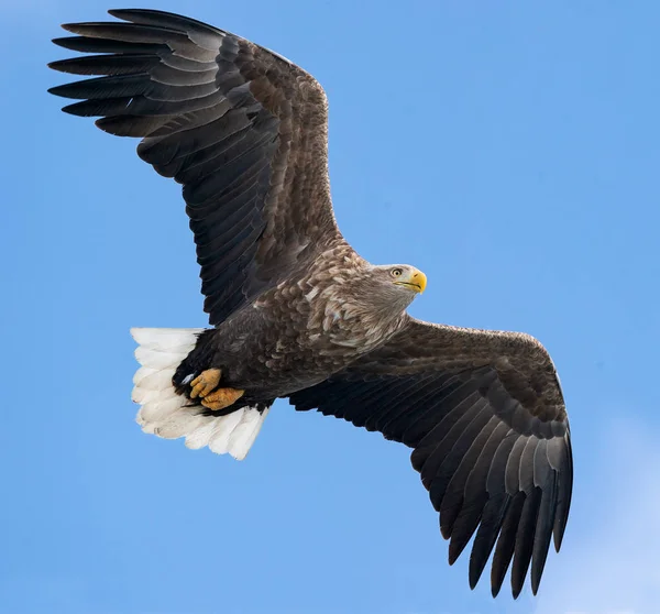 Adult White Tailed Eagle Flight Blue Sky Background Scientific Name — Stock Photo, Image
