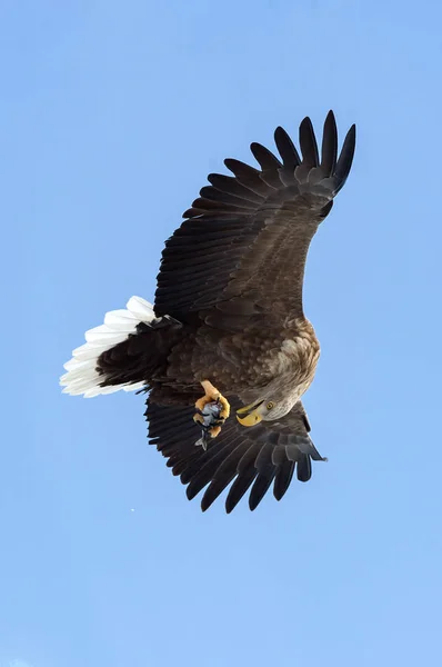 大人の鷲を青い空を飛行中の魚 — ストック写真