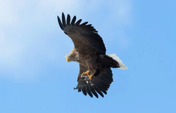 Águia Cauda Branca Adulta Com Peixes Voo Sobre Céu Azul — Fotografia de Stock