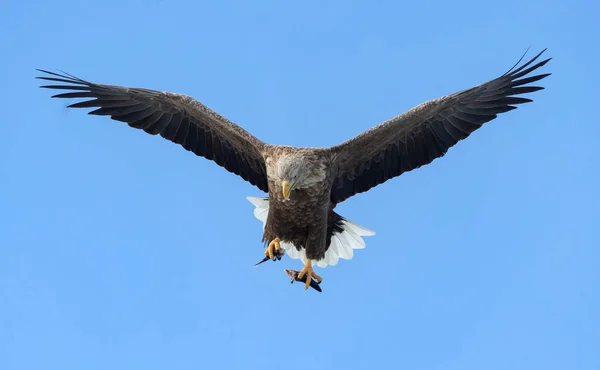 Volwassen White Tailed Eagle Met Vis Vlucht Blauwe Hemel — Stockfoto