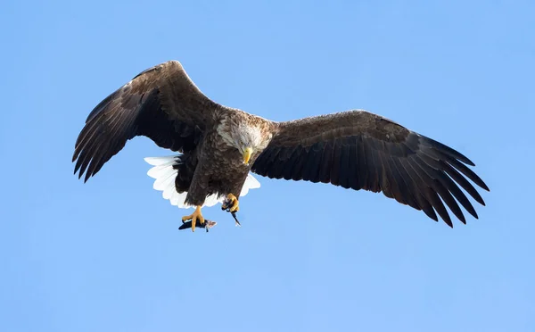 Águila Cola Blanca Adulta Con Peces Vuelo Sobre Cielo Azul — Foto de Stock