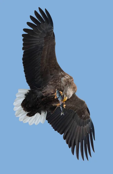 Seeadler Mit Fischen Flug Über Blauen Himmel — Stockfoto