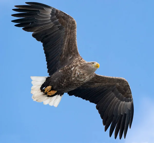 at se Medarbejder I stor skala Aigle gris images libres de droit, photos de Aigle gris | Depositphotos at se Medarbejder I stor skala Aigle gris images libres de droit, photos de Aigle gris | Depositphotos