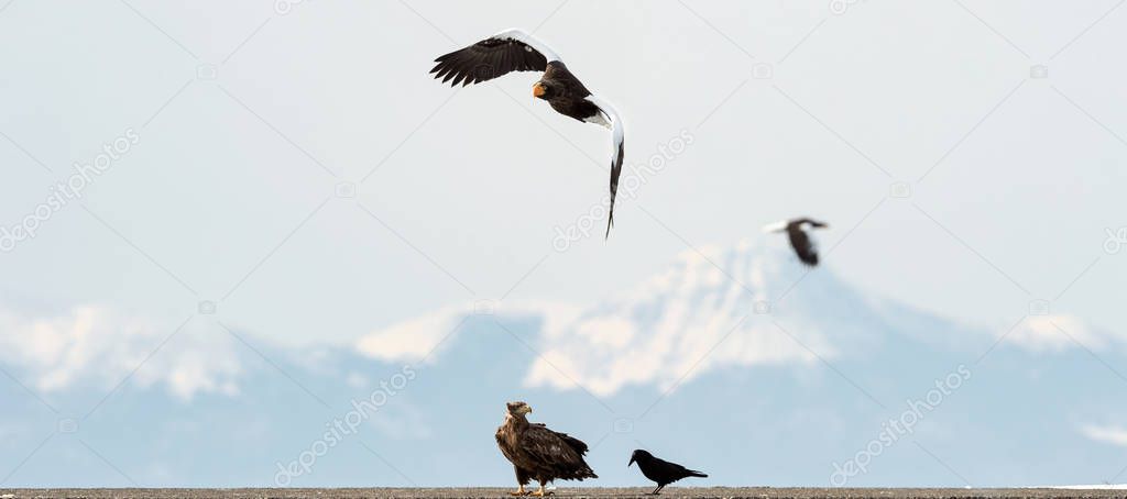 Adult Steller's sea eagle, White tailed sea eagle and raven over winter mountain background. Natural Habitat. Winter Season.