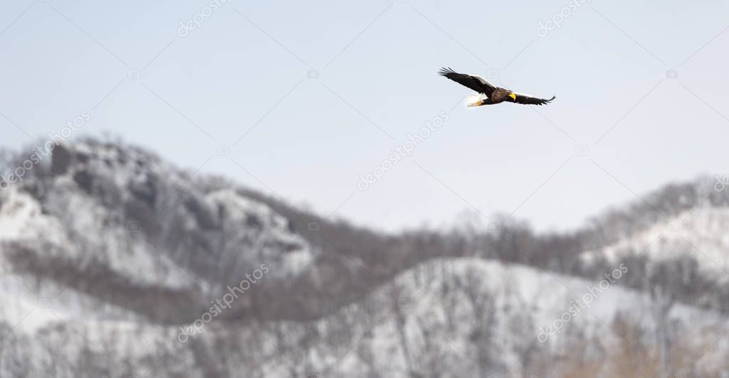 Adult Steller's sea eagle in flight over winter mountain background. Scientific name: Haliaeetus pelagicus. Natural Habitat. Winter Season.