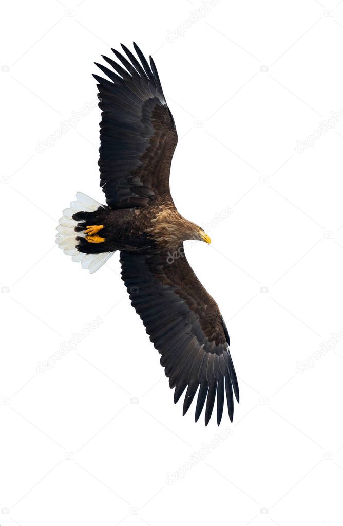 Adult White tailed eagle in flight isolated on white background. Scientific name: Haliaeetus albicilla, also known as the ern, erne, gray eagle, Eurasian sea eagle and white-tailed sea-eagle.
