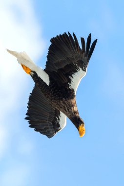 Yetişkin Steller'ın deniz kartal uçuş. Bilimsel adı: Haliaeetus pelagicus. Mavi gökyüzü arka plan.