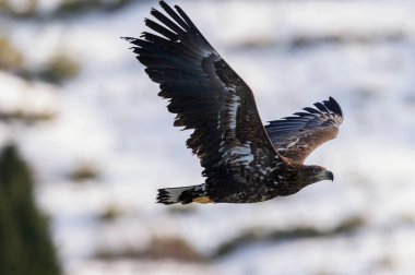 Juvenil ak kuyruklu kartal uçuş. Kış dağ arka plan. Bilimsel adı: Haliaeetus albicilla, olarak da bilinen ern, erne, gri kartal, Avrasya deniz kartal ve ak kuyruklu deniz-kartal