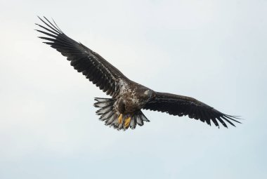 Gökyüzü arka plan üzerinde uçuş Juvenil ak kuyruklu kartal. Bilimsel adı: Haliaeetus albicilla, olarak da bilinen ern, erne, gri kartal, Avrasya deniz kartal ve ak kuyruklu deniz-kartal.