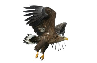 Beyaz arka plan üzerinde izole uçuş Juvenil ak kuyruklu kartal. Bilimsel adı: Haliaeetus albicilla, olarak da bilinen ern, erne, gri kartal, Avrasya deniz kartal ve ak kuyruklu deniz-kartal.