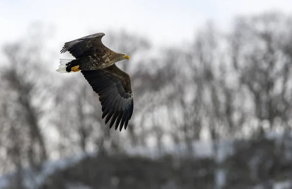 Águila Cola Blanca Adulta Vuelo Sobre Fondo Las Montañas Invierno —  Fotos de Stock