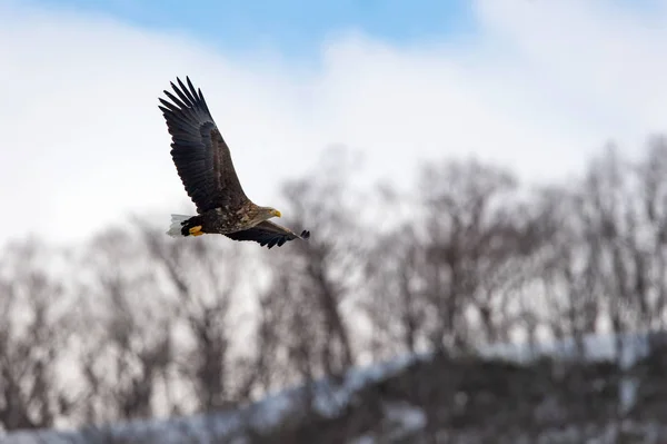 アダルト白いオジロジカの冬山背景に飛行中のワシ Haliaeetus アマオブネ として知られているの Ern アーン湖 灰色のワシ ユーラシアの海ワシ — ストック写真