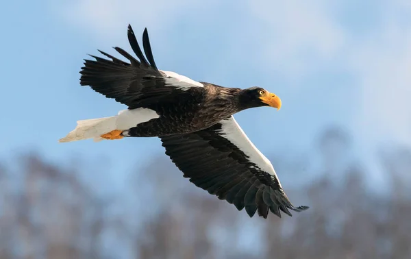 Adult Steller Sea Eagle Flight Scientific Name Haliaeetus Pelagicus Blue — Stock Photo, Image