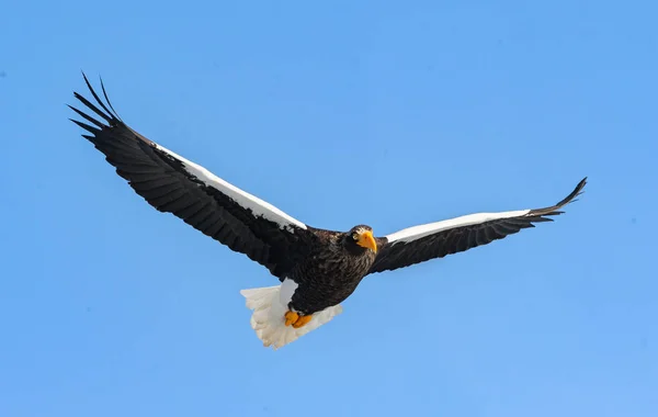 Volwassen Stellers Zeearend Aanboord Wetenschappelijke Naam Haliaeetus Pelagicus Blauwe Hemelachtergrond — Stockfoto