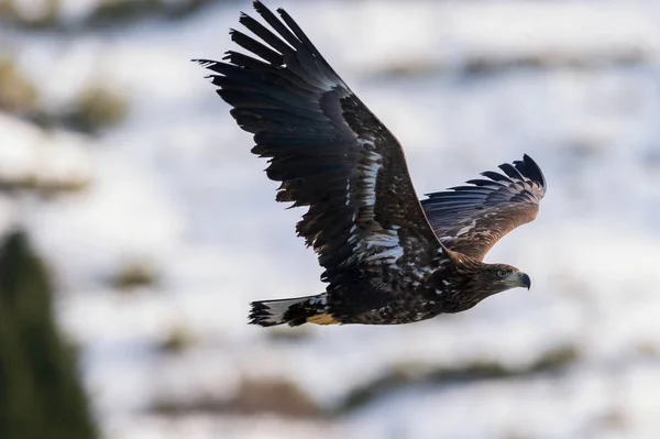 Juvenil Havsörn Flygning Vinter Mountain Bakgrund Vetenskaplig Namn Haliaeetus Albicilla — Stockfoto