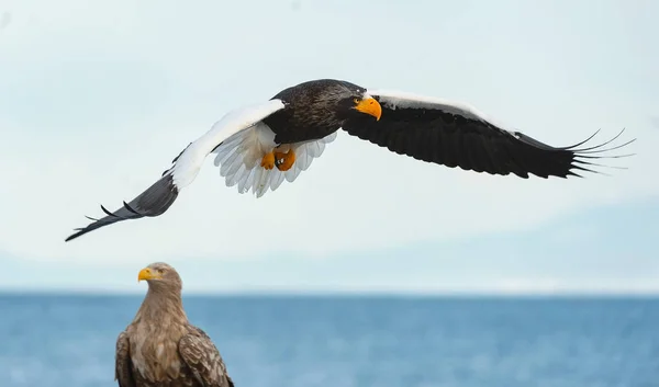 Adult Steller Sea Eagles Flight Scientific Name Haliaeetus Pelagicus Blue — Stock Photo, Image