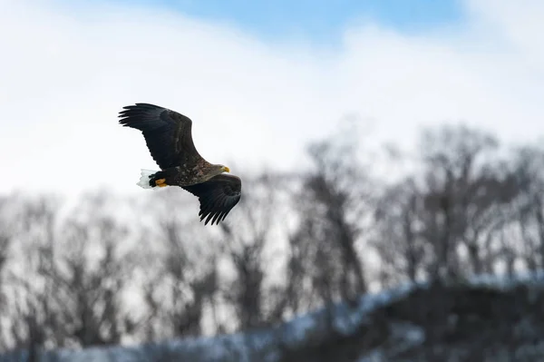 Volwassen White Tailed Eagle Aanboord Winter Bergen Achtergrond Wetenschappelijke Naam — Stockfoto