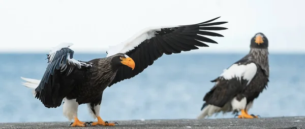 成人史泰勒的海鹰登陆 科学名称 Haliaeetus Pelagicus 蓝色天空和海洋背景 — 图库照片