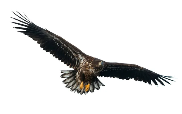 Jungadler Flug Isoliert Auf Weißem Hintergrund Wissenschaftlicher Name Haliaeetus Albicilla — Stockfoto