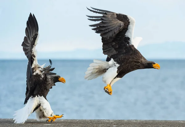 Águilas Marinas Adultas Steller Vuelo Nombre Científico Haliaeetus Pelagicus Cielo —  Fotos de Stock