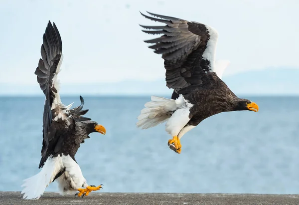 成人史泰勒的海鹰在飞行 科学名称 Haliaeetus Pelagicus 蓝色天空和海洋背景 — 图库照片