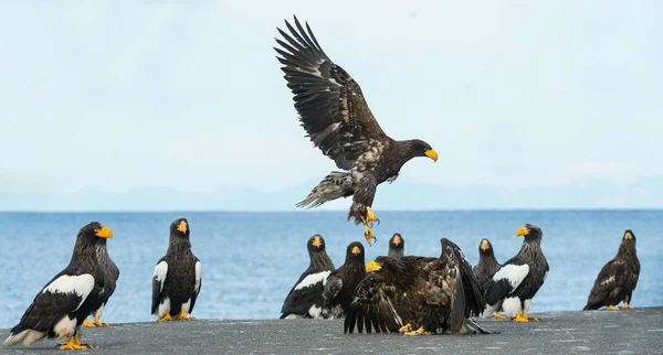 成年史泰勒的海鹰在蓝天和海洋背景 科学名称 Haliaeetus Pelagicus 自然栖息地 — 图库照片