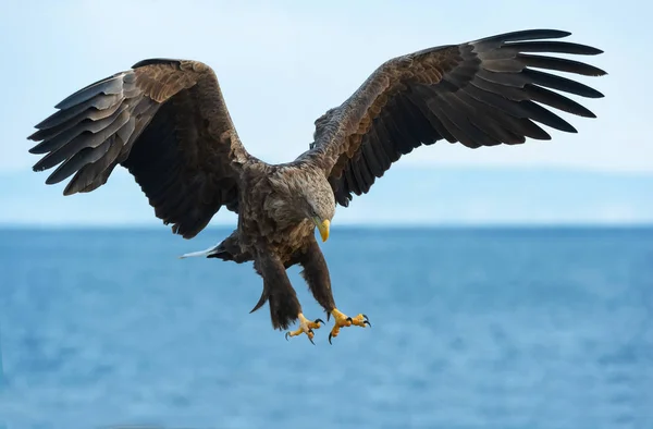 成年白尾鹰在蓝天和海洋背景飞行 科学名称 白马鱼 又名海牛 欧亚海鹰和白尾海鹰 — 图库照片