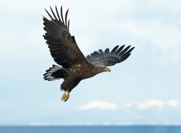 少年白尾鹰在蓝天和海洋背景飞行 科学名称 白马鱼 又名海牛 欧亚海鹰和白尾海鹰 — 图库照片