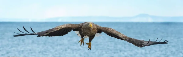 Ausgewachsene Seeadler Flug Über Blauen Himmel Und Ozeanhintergrund Wissenschaftlicher Name — Stockfoto