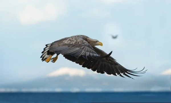 Jonge Zeearend Aanboord Blauwe Hemel Oceaan Achtergrond Wetenschappelijke Naam Haliaeetus — Stockfoto