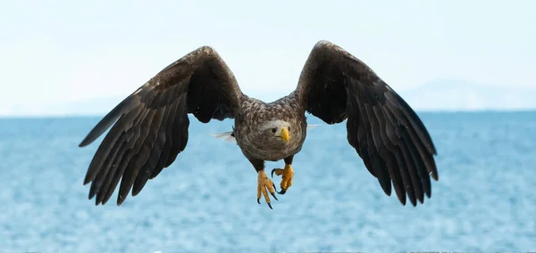 Águila Cola Blanca Adulta Vuelo Sobre Cielo Azul Fondo Del — Foto de Stock