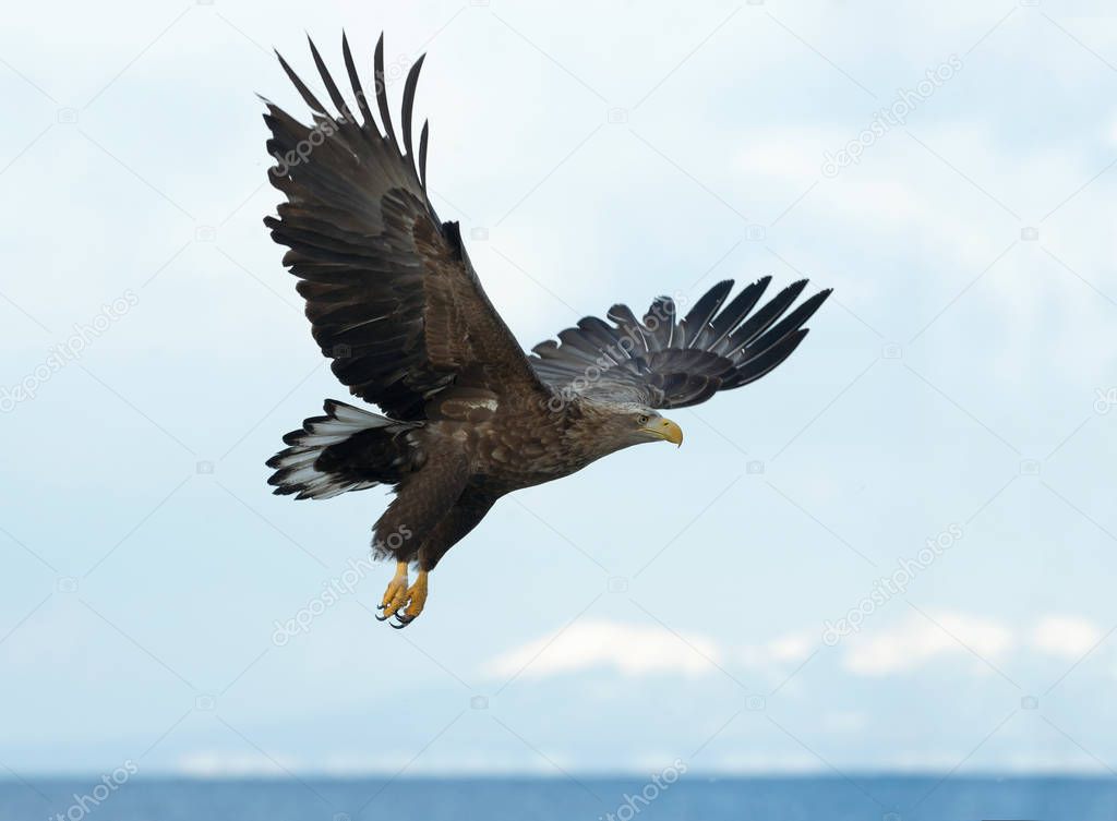 Juvenile White-tailed eagle in flight over blue sky and ocean background. Scientific name: Haliaeetus albicilla, also known as the ern, erne, gray eagle, Eurasian sea eagle and white-tailed sea-eagle.