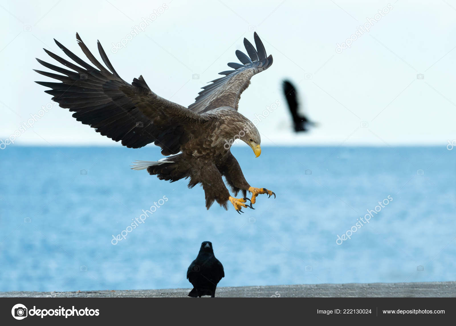 Photos De Aigle En Vol Images De Aigle En Vol Depositphotos