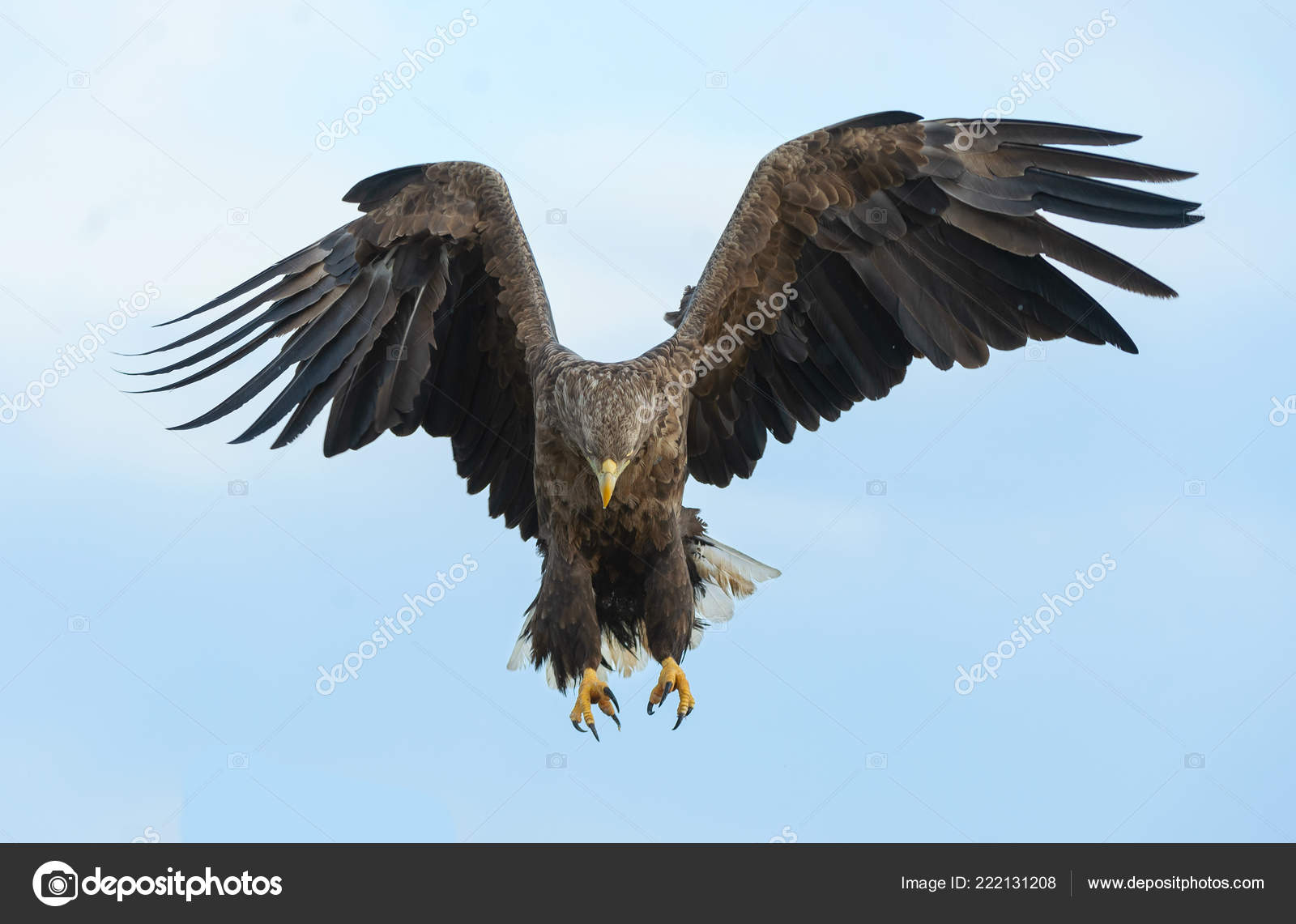 Fotos De Aguila En Vuelo De Stock Aguila En Vuelo Imagenes Libres De Derechos Depositphotos