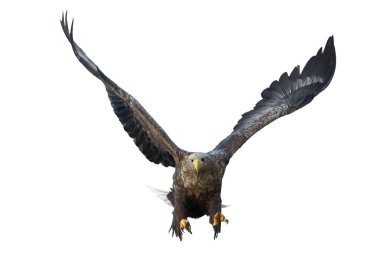 Uçuş yetişkin ak kuyruklu kartal. Beyaz arka plan üzerinde izole. Bilimsel adı: Haliaeetus albicilla, olarak da bilinen ern, erne, gri kartal, Avrasya deniz kartal ve ak kuyruklu deniz-kartal.