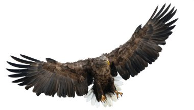 Uçuş yetişkin ak kuyruklu kartal. Beyaz arka plan üzerinde izole. Bilimsel adı: Haliaeetus albicilla, olarak da bilinen ern, erne, gri kartal, Avrasya deniz kartal ve ak kuyruklu deniz-kartal.