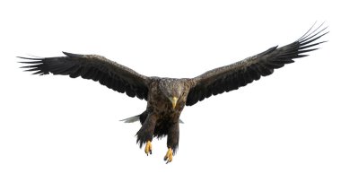 Uçuş yetişkin ak kuyruklu kartal. Beyaz arka plan üzerinde izole. Bilimsel adı: Haliaeetus albicilla, olarak da bilinen ern, erne, gri kartal, Avrasya deniz kartal ve ak kuyruklu deniz-kartal.
